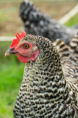 Chicken on a farm in Wales, UK.