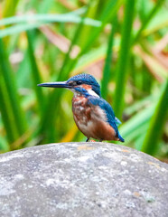 Common Kingfisher waiting for the hunt
