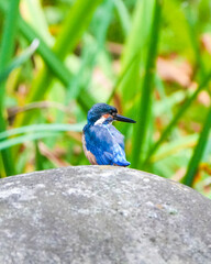 Common Kingfisher waiting for the hunt