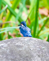 Common Kingfisher waiting for the hunt