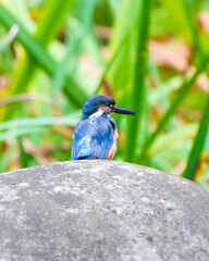 Common Kingfisher waiting for the hunt