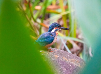 Common Kingfisher waiting for the hunt