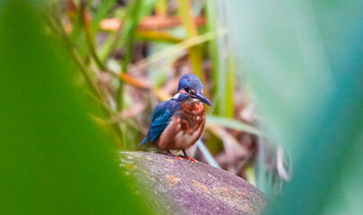Common Kingfisher waiting for the hunt