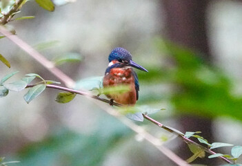 Common Kingfisher waiting for the hunt