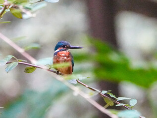 Common Kingfisher waiting for the hunt