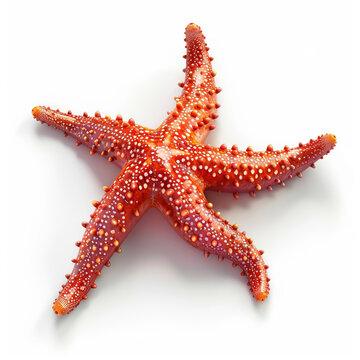star fish. photo realistic of star fish on white background. 