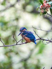 Common Kingfisher waiting for the hunt