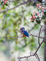 Common Kingfisher waiting for the hunt