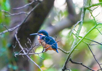 Common Kingfisher waiting for the hunt