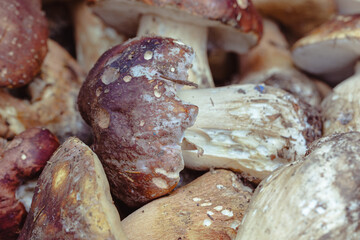 Freshly picked porcini mushrooms rest in a wooden basket, showcasing their earthy hues and textures, reflecting the essence of Toscana's autumn harvest.