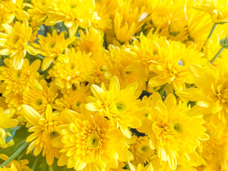 yellow chrysanthemum flowers