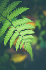 A close-up of a lush green fern frond with delicate, feathery fronds. The intricate details of the leaves are highlighted against a blurred background of warm, earthy tones.