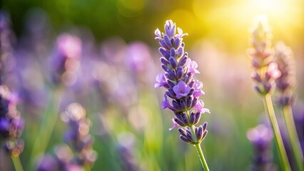 Obraz premium A single lavender blossom bathed in the golden light of the setting sun, surrounded by a field of blurred purple blooms.