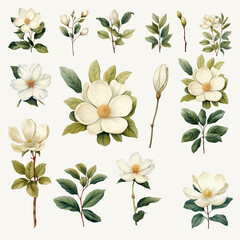Set of Vintage White Flower Watercolor Clipart
