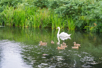 Swans in Bradgate Park, UK.