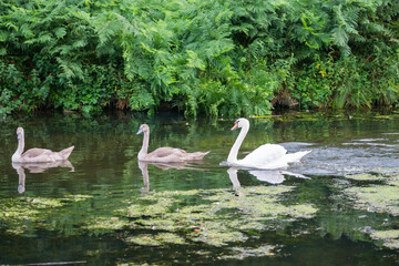 Swans in Bradgate Park, UK.