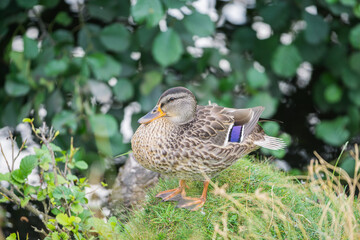 Ducks in Bradgate Park in the UK.