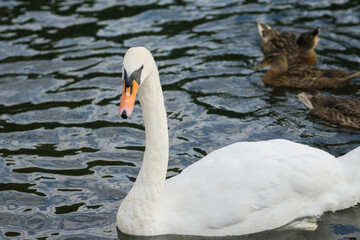 Swans in Bradgate Park in the UK