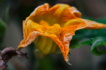 orange flower