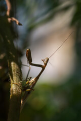 Praying Mantis
