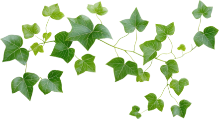 Green ivy vine on black