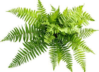 A lush green fern plant