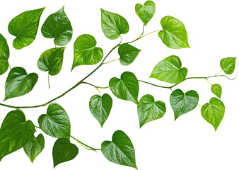 Heart-shaped leaves on vine