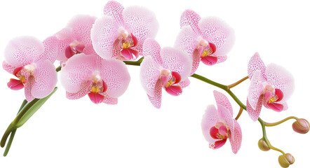 Pink orchid branch with buds