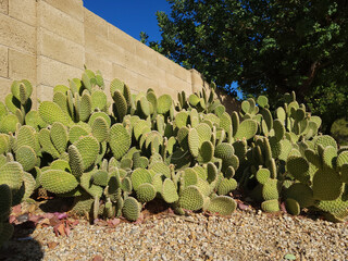 Desert native decorative spineless Opuntia Microdasys also know as Bunny-ears Prickly Pear cacti in xeriscaping