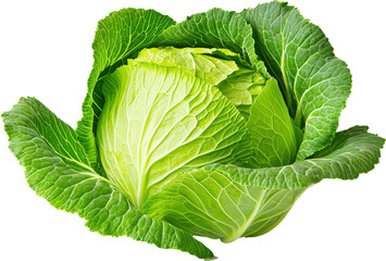 Obraz premium Fresh green cabbage ready to eat.