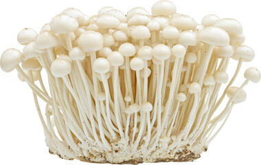 White mushrooms close up