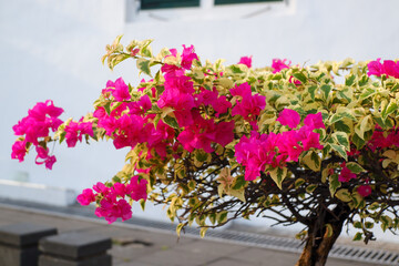 Obraz premium Bougainvillea flowers blooming
