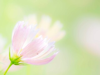 Fototapeta premium 秋の公園や花壇を彩るコスモスのある風景。背景。自然風景素材。