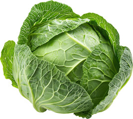 Fresh green cabbage