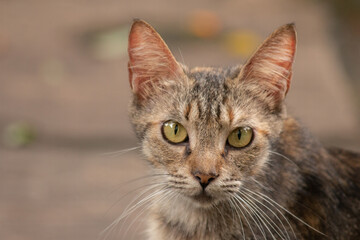 Gatinho olhando pra frente