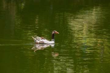 Pato nadando na lagoa