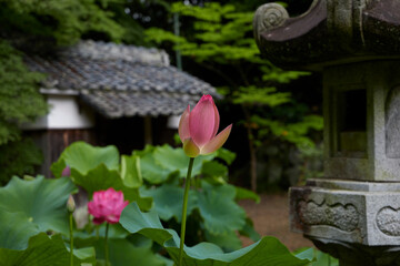 古刹の蓮の花