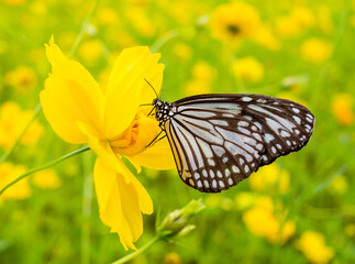 Obraz premium butterfly on flower in garden with blurred green background