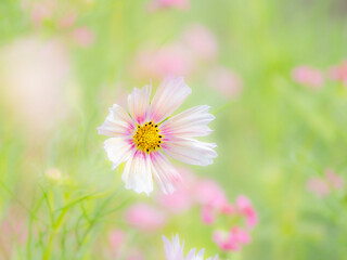 秋の公園や花壇を彩るコスモスのある風景。背景。自然風景素材。