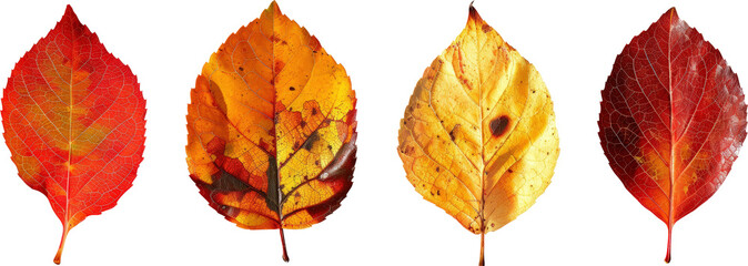 Obraz premium Autumn leaves in shades of red and yellow