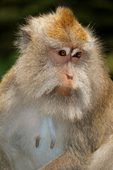 Portrait of a Balinese long-tailed monkey (Macaca fascicularis), Ubud, Bali, Indonesia.