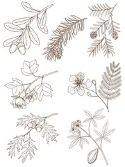 Fototapeta premium vector drawing branches of trees with leaves, flowers and cones isolated at white background, hand drawn vintage illustration