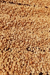 Close up of coffee beans drying in the sun           