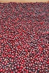 close up of fresh coffee beans for background                 