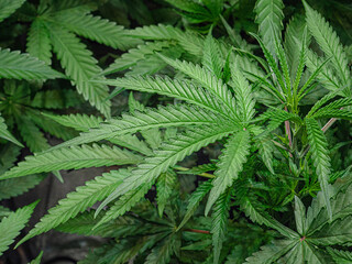 Lush green cannabis leaves in indoor cultivation.