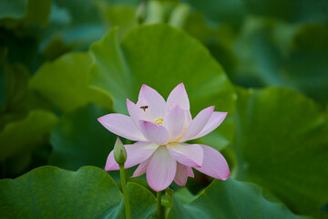 Fototapeta premium 蓮の花