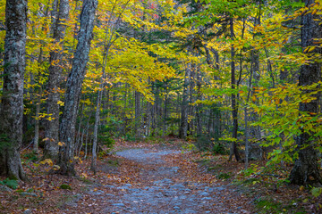 Fall colors in Crawford Notch