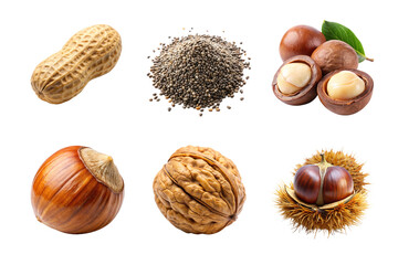 collection set of nuts isolated on white 