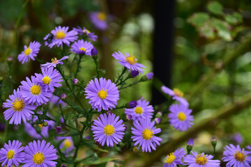 色鮮やかな宿根アスター