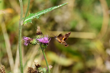 アザミの花にホウジャク